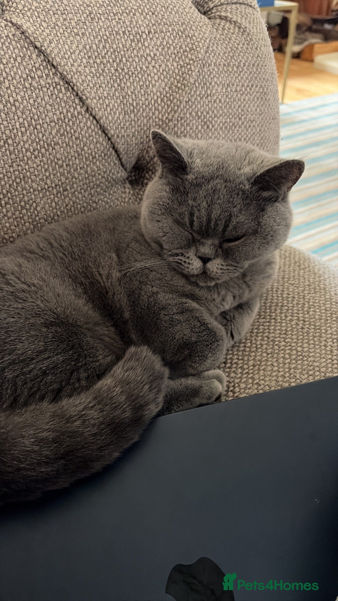 British Shorthair cats 4.5 year old female pure bred British blue - Advert 2