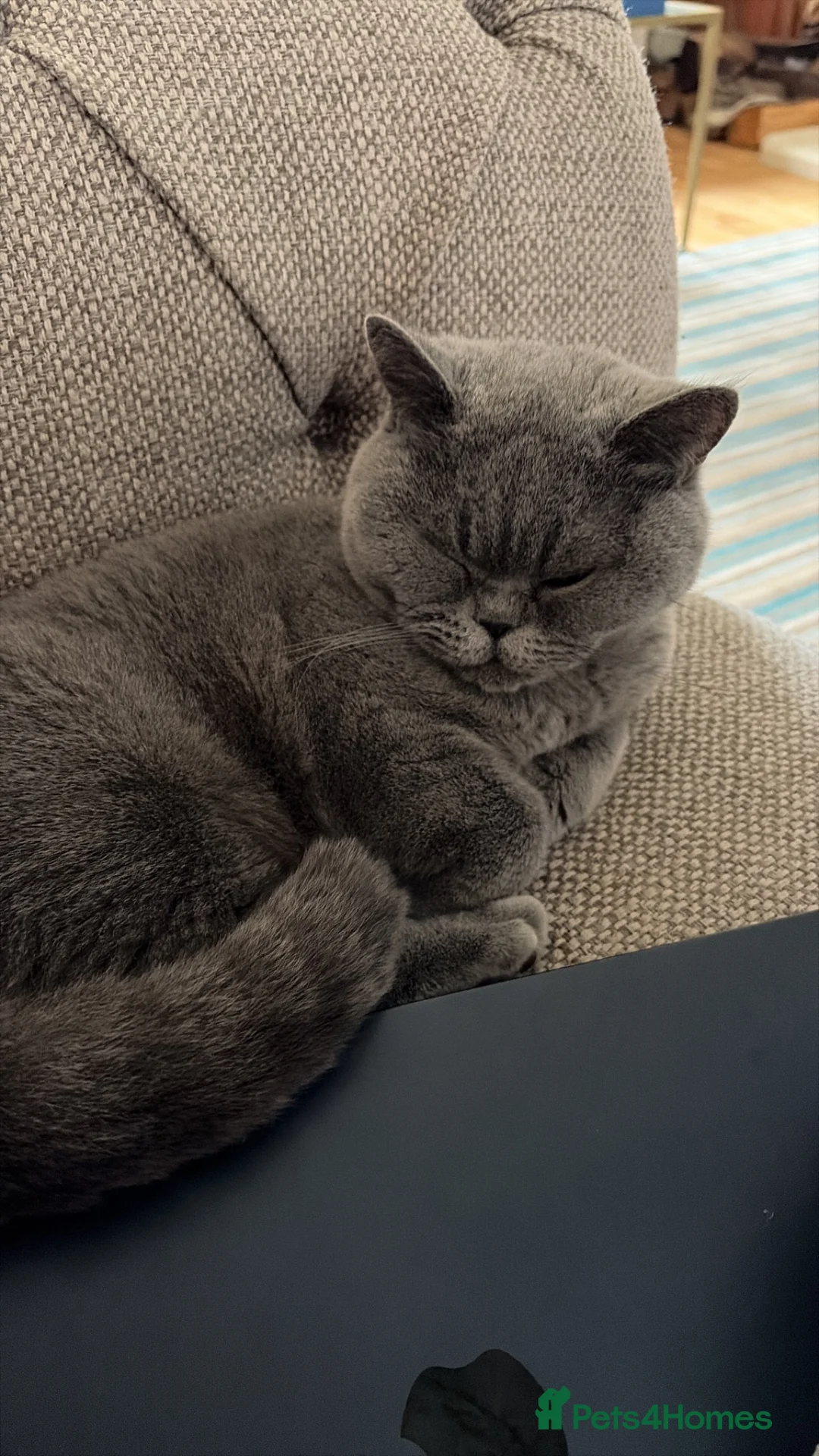 British Shorthair cats for sale: 4.5 year old female pure bred British blue - Advert 1