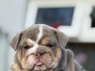 English Bulldog dogs 💥 TOP QUALITY ENGLISH BULLDOG PUPPYS 💥 - Advert 7