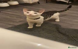 British Shorthair cats for sale: Cat rehome - Advert 1