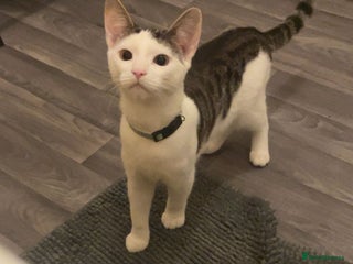 British Shorthair cats for sale: Cat rehome - Advert 1