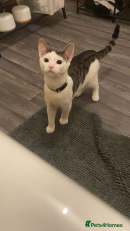 British Shorthair cats Cat rehome - Advert 4