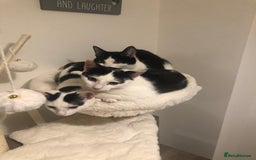 European cats for sale: 2 adorable female kittens 16 weeks  - Image 7