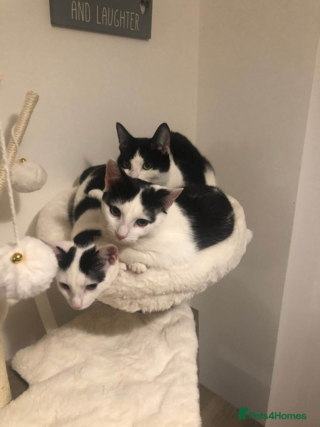 European cats for sale: 2 adorable female kittens 16 weeks  - Image 7