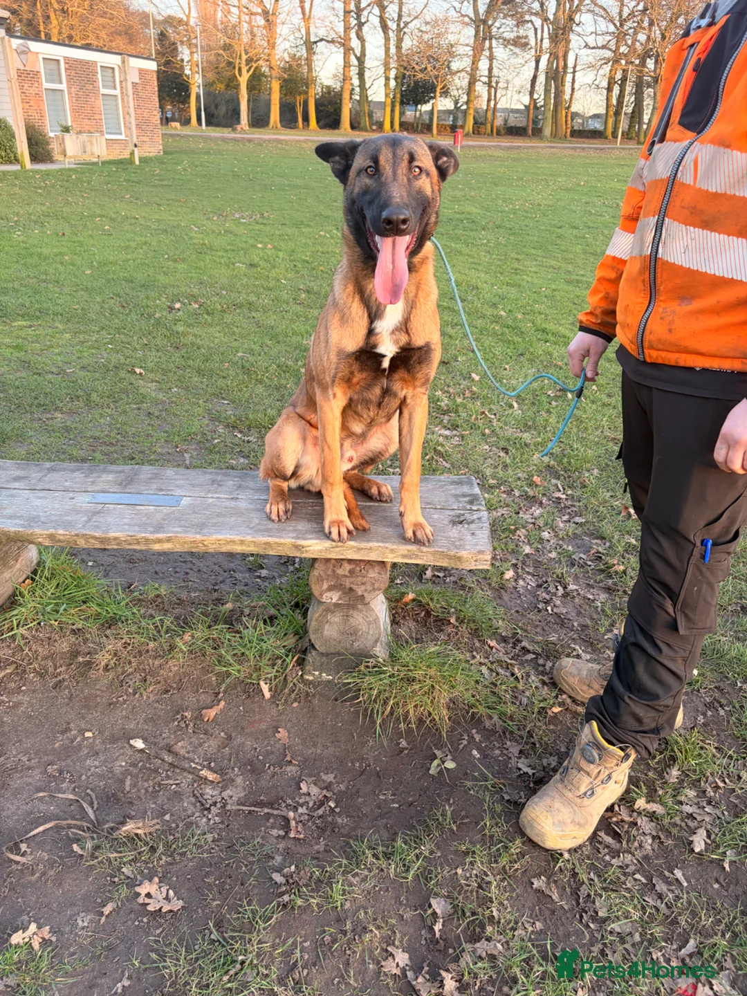 Belgian Shepherd Dog dogs for sale: Belgian Malinois x Dutch shepherd  - Advert 2