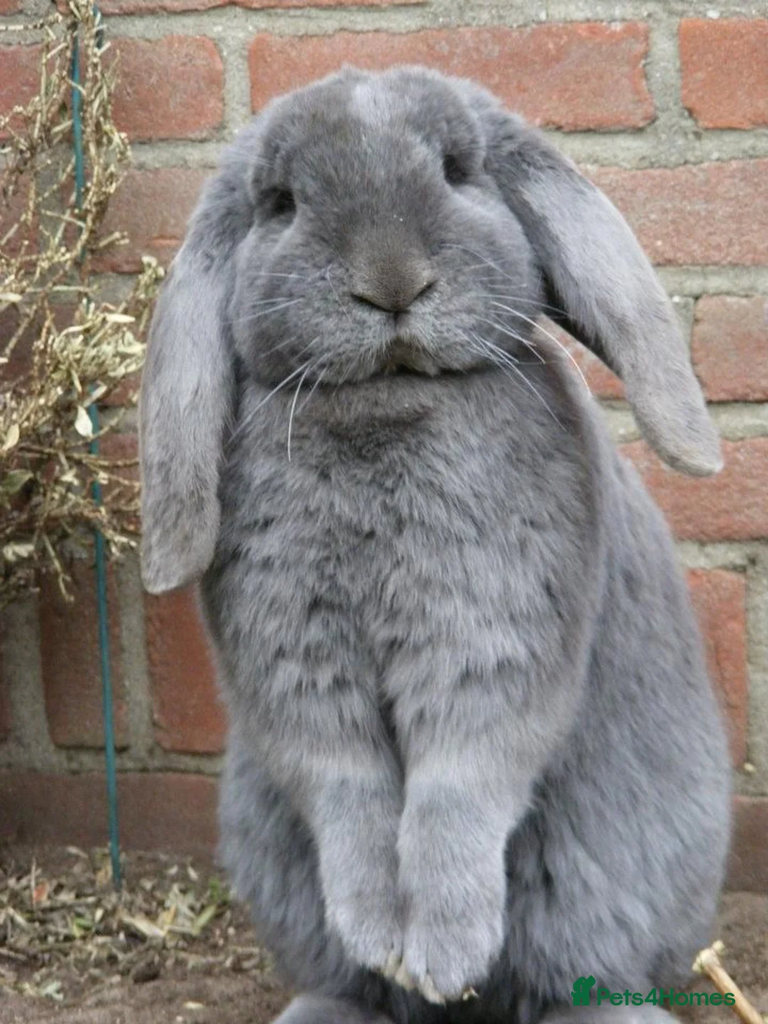 French Lop rabbits for sale: Stunning xl French lops  - Advert 1