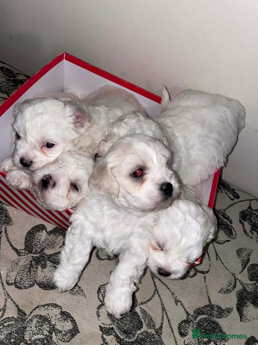 Bichon Frise dogs for sale: Adorable Bichon Puppies Looking! 🐾 - Advert 13