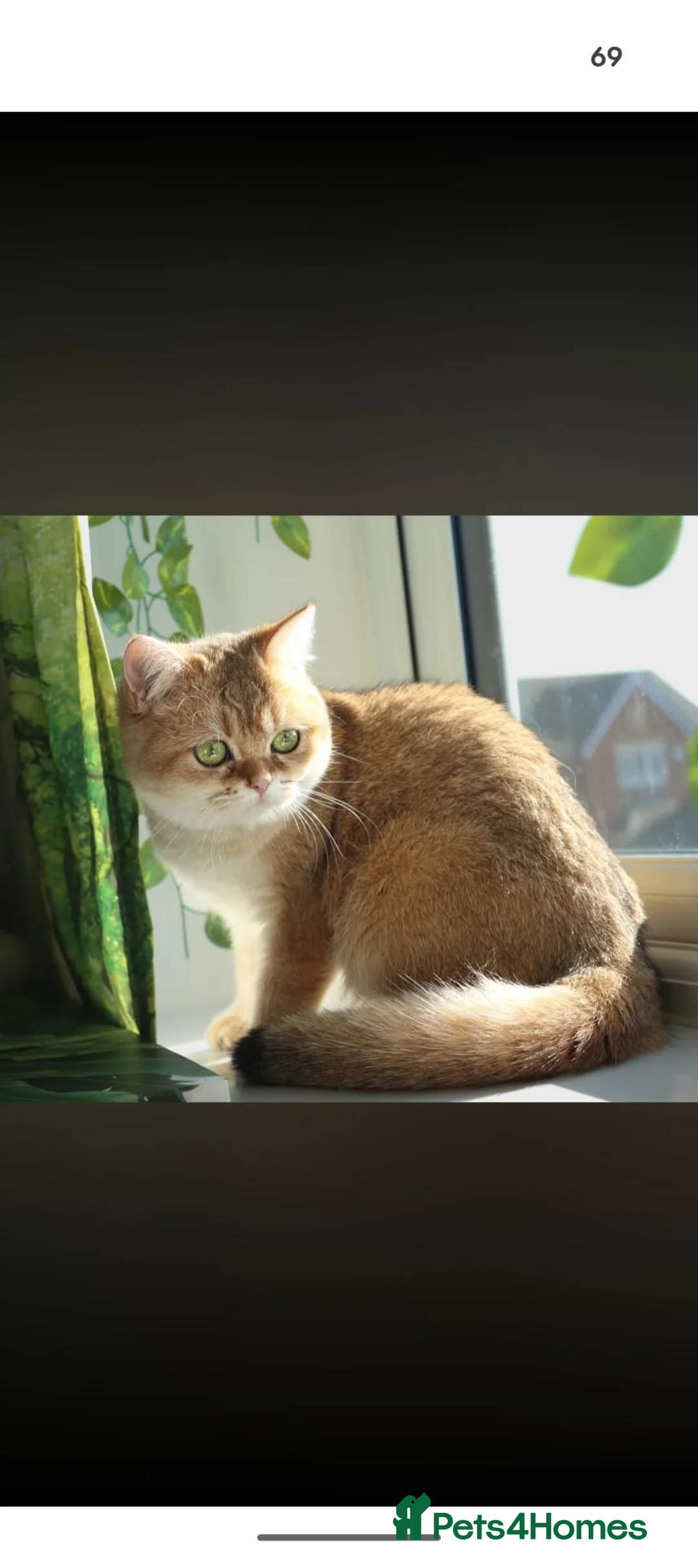 British Shorthair cats for sale: British Shorthair Golden Shaded Champion Bloodline - Advert 2