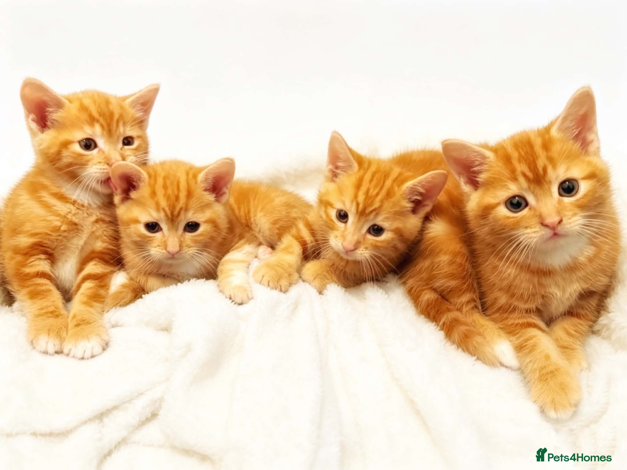 Domestic Shorthair cats 2 stunning ginger girls left  - Advert 2