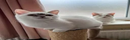 Munchkin cats for sale: Super short legs Munchkin kittens  - Advert 30