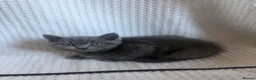 British Shorthair cats for sale: TWO British Shorthair kittens 🐱  in Basildon - Advert 7