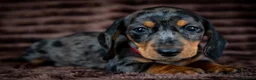 Miniature Dachshund dogs for sale: Stunning Mini Dachshunds. - Advert 9