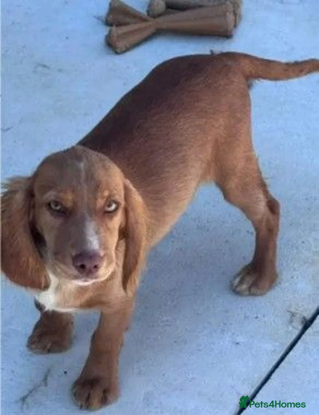 Cocker Spaniel dogs for sale: KC Registered Female cocker spaniel puppy  - Advert 1