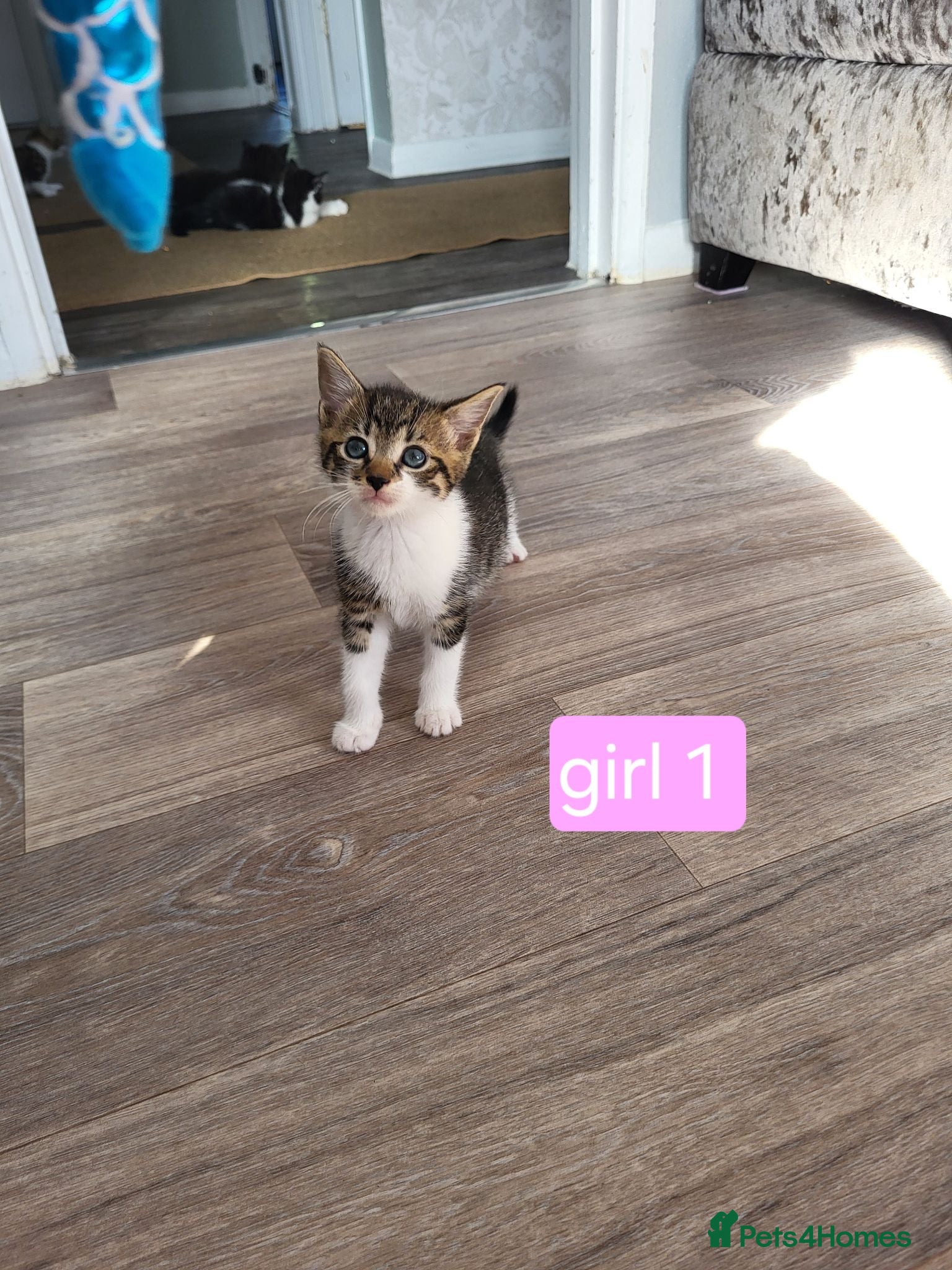 Mixed Breed cats Beautiful kittens looking for forever homes  - Advert 1