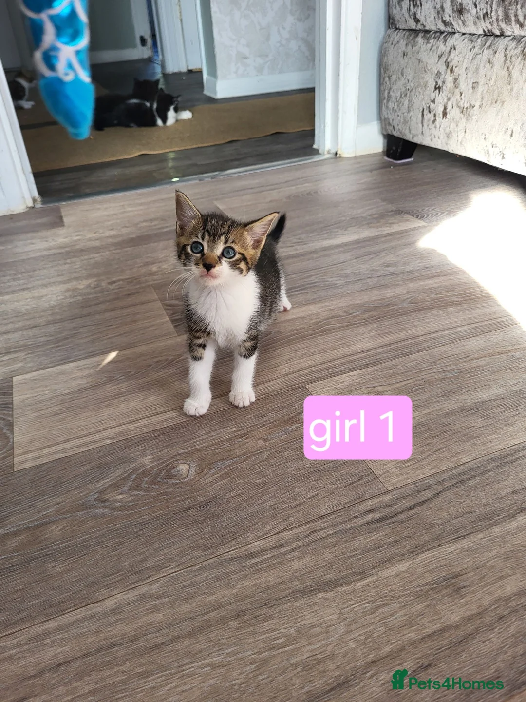 Mixed Breed cats for sale: Beautiful kittens looking for forever homes  - Advert 1