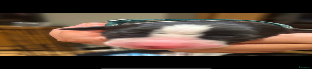 Whippet Puppy 1
