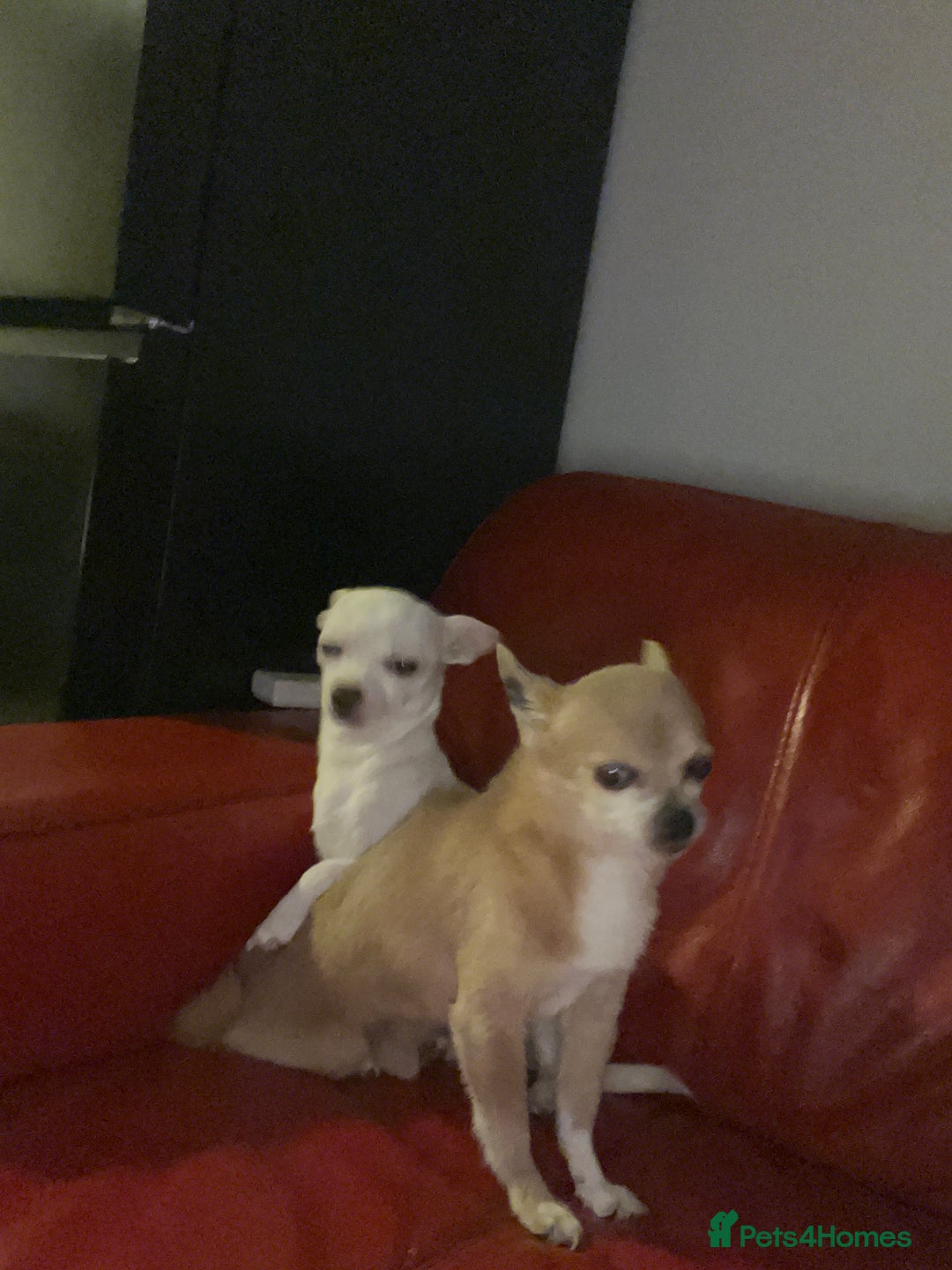 Chihuahua dogs for sale: Pure girl chihuahua  - Advert 5