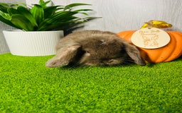 Mini Lop rabbits for sale: 🐰 Pedigree purebred Miniture Lop Kits 🐰 - Image 8