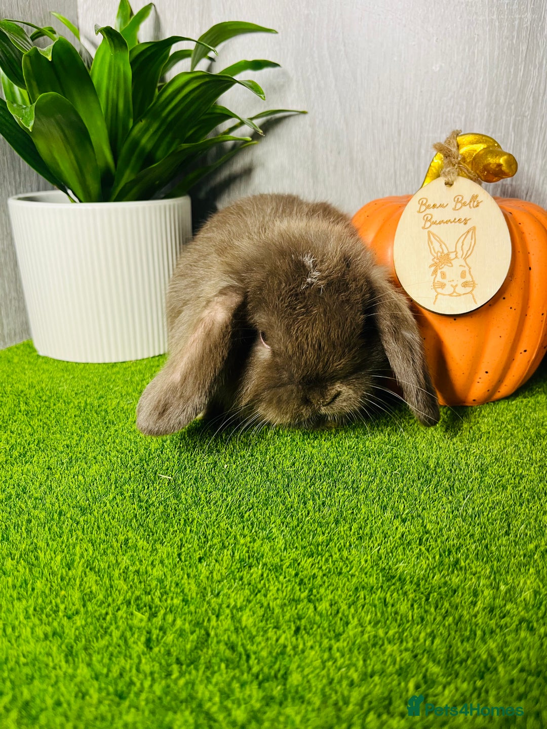 Mini Lop rabbits for sale: 🐰 Pedigree purebred Miniture Lop Kits 🐰 - Image 8