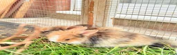 Mixed Breed rabbits for sale: Rabbits for sale  - Advert 1