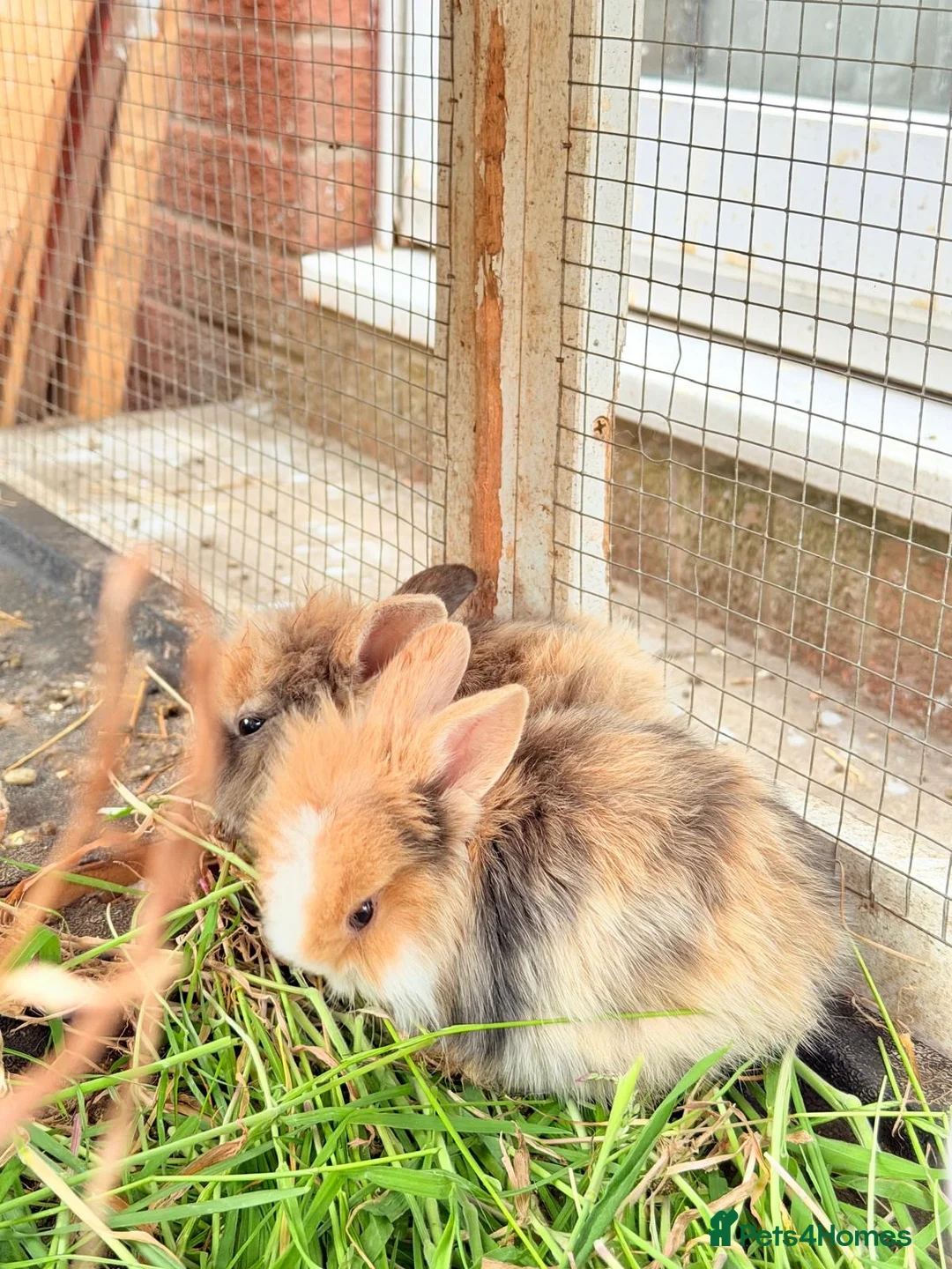 Mixed Breed rabbits for sale: Rabbits for sale  - Advert 1