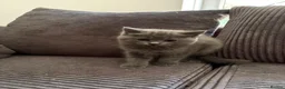 Mixed Breed cats for sale: Beautiful Ragdoll x British Shorthair Kittens  - Advert 2