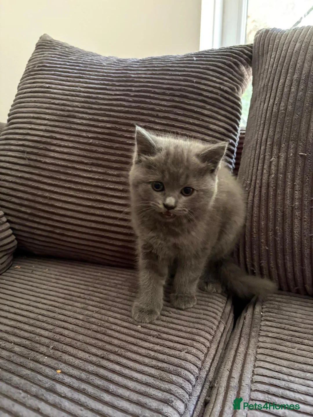 Mixed Breed cats for sale: Beautiful Ragdoll x British Shorthair Kittens  - Advert 2