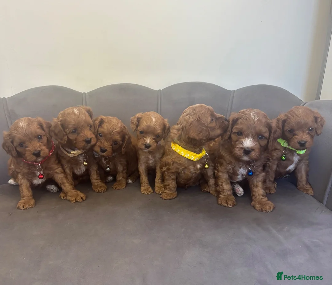 Cavapoo dogs for sale: Stunning F1 Cavapoo Pups - Advert 1