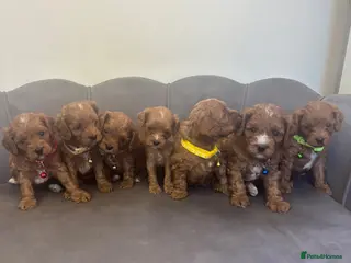 Cavapoo dogs Stunning F1 Cavapoo Pups - Advert 2