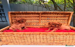 Cavalier King Charles Spaniel dogs for sale: Quality KC Health Tested Ruby CKCS Pups For  Sale - Image 5