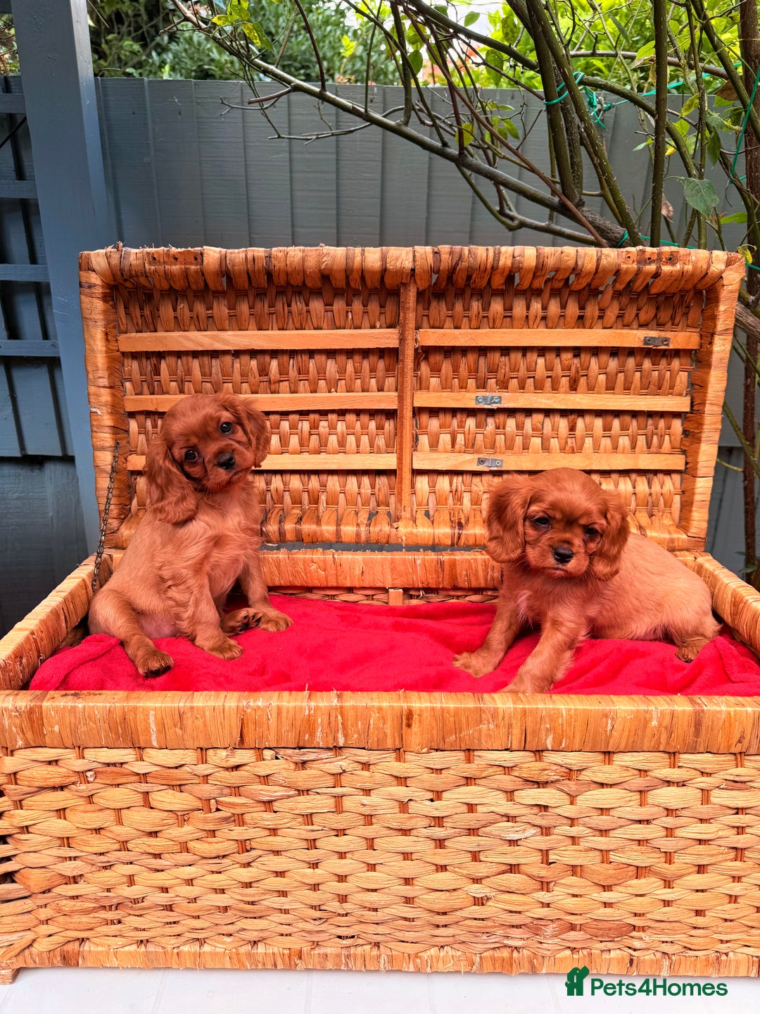 Cavalier King Charles Spaniel dogs for sale: Quality KC Health Tested Ruby CKCS Pups For  Sale - Image 5