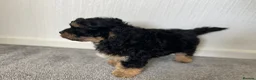 Cavachon dogs for sale: Cavachon boy puppy - Advert 10