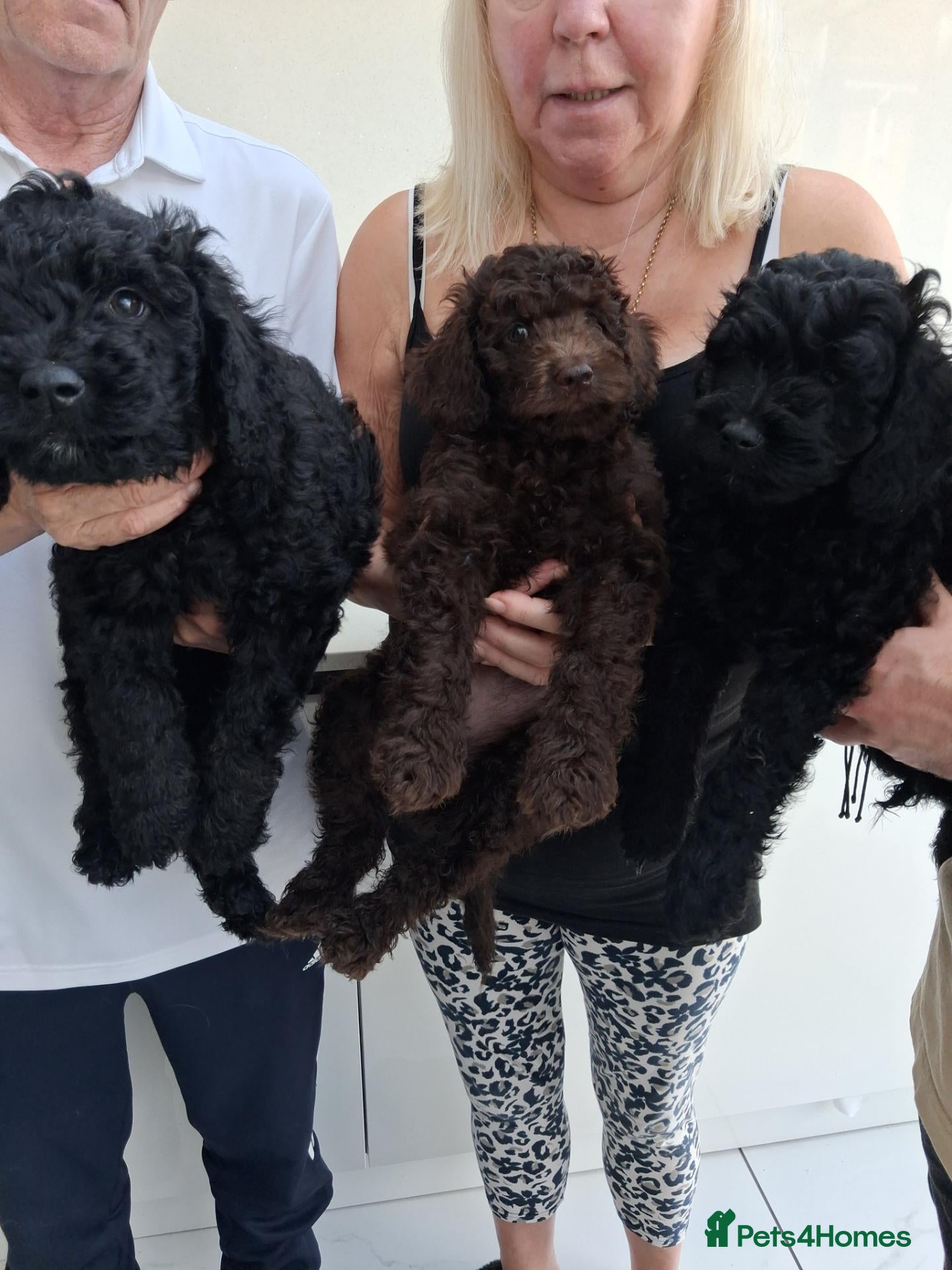 Goldendoodle dogs  Medium Goldendoodle puppies - Advert 2