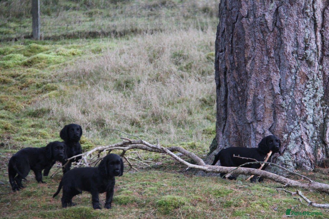 Cocker Spaniel dogs for sale: Gorgeous KC Reg Cocker Spaniels for Forever Homes - Advert 32