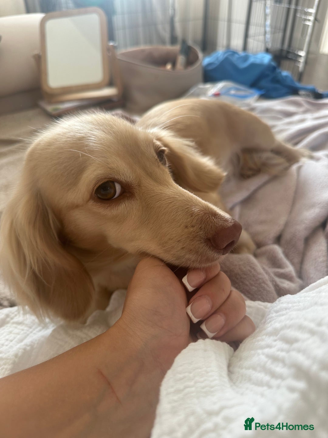 Miniature Dachshund dogs for sale: Top quality long haired miniature dachshunds  - Image 5