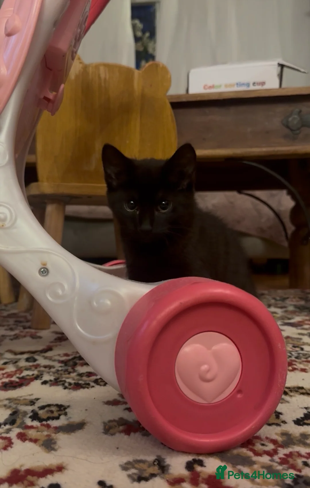 Mixed Breed cats for sale: black female - Advert 6