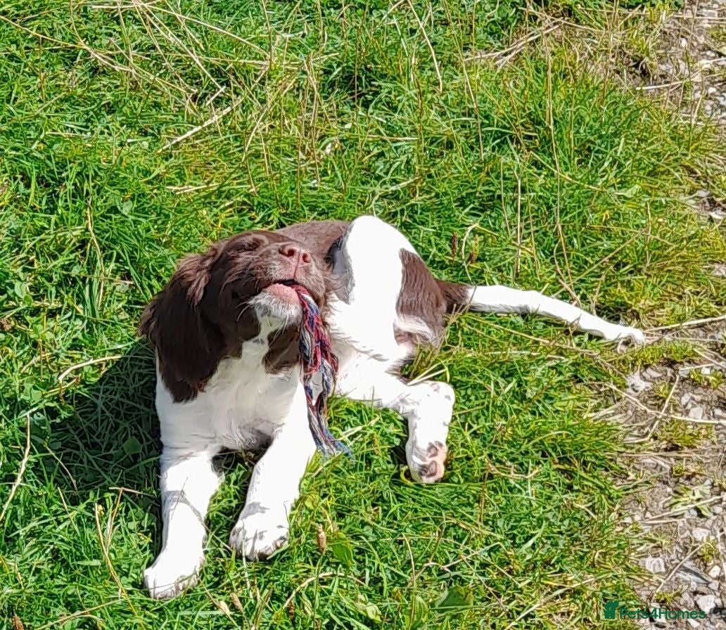 English Springer Spaniel dogs Gorgeous English Springer Spaniels Puppies - Advert 1