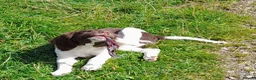 English Springer Spaniel dogs for sale: Gorgeous English Springer Spaniels Puppies - Advert 15