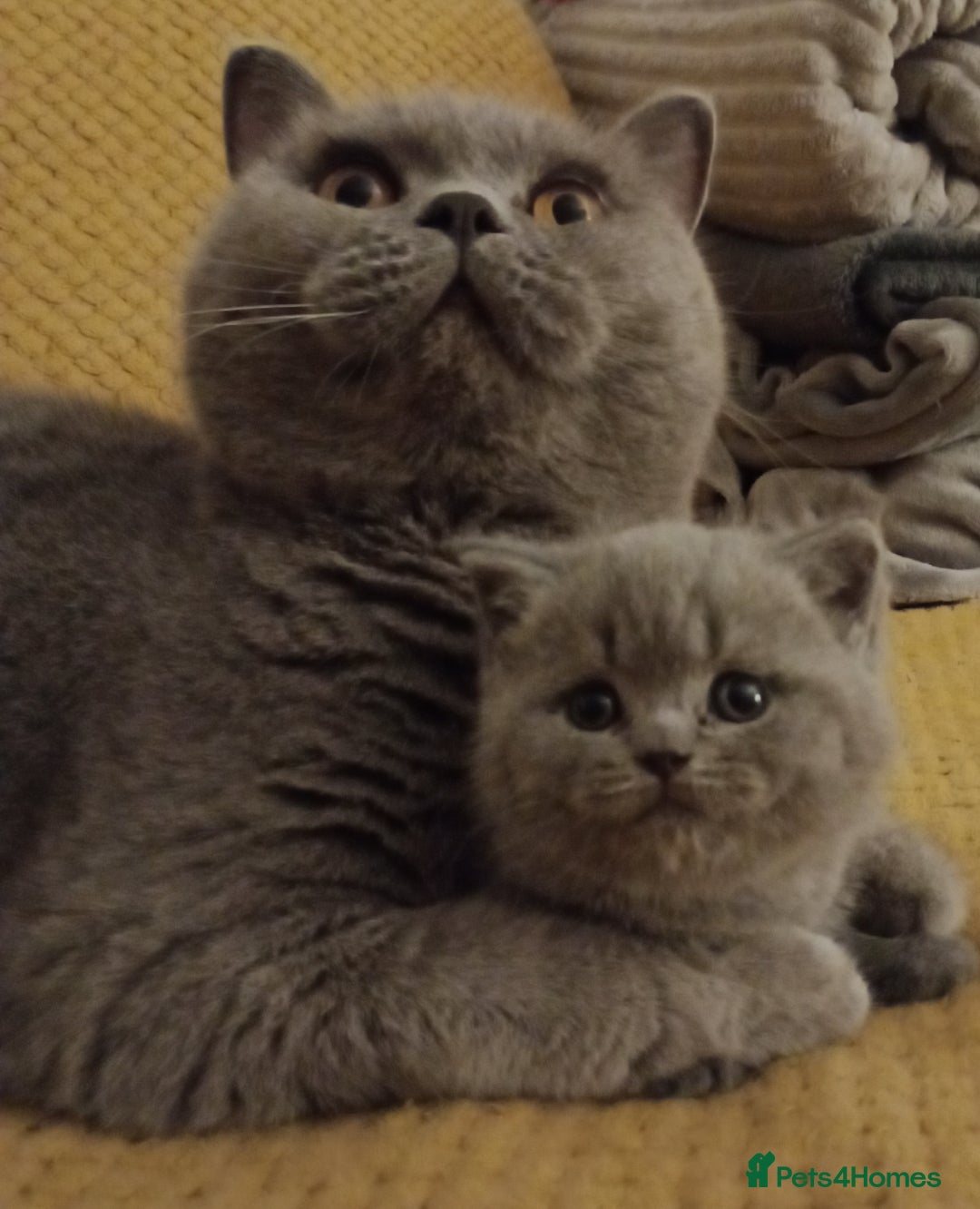 British Shorthair cats for stud: British Shorthair Cream/White 💙 Lilac/Blue Spot in Manchester - Advert 12