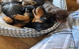 Miniature Dachshund dogs for sale: Miniature Dachshund Puppies  - Image 5