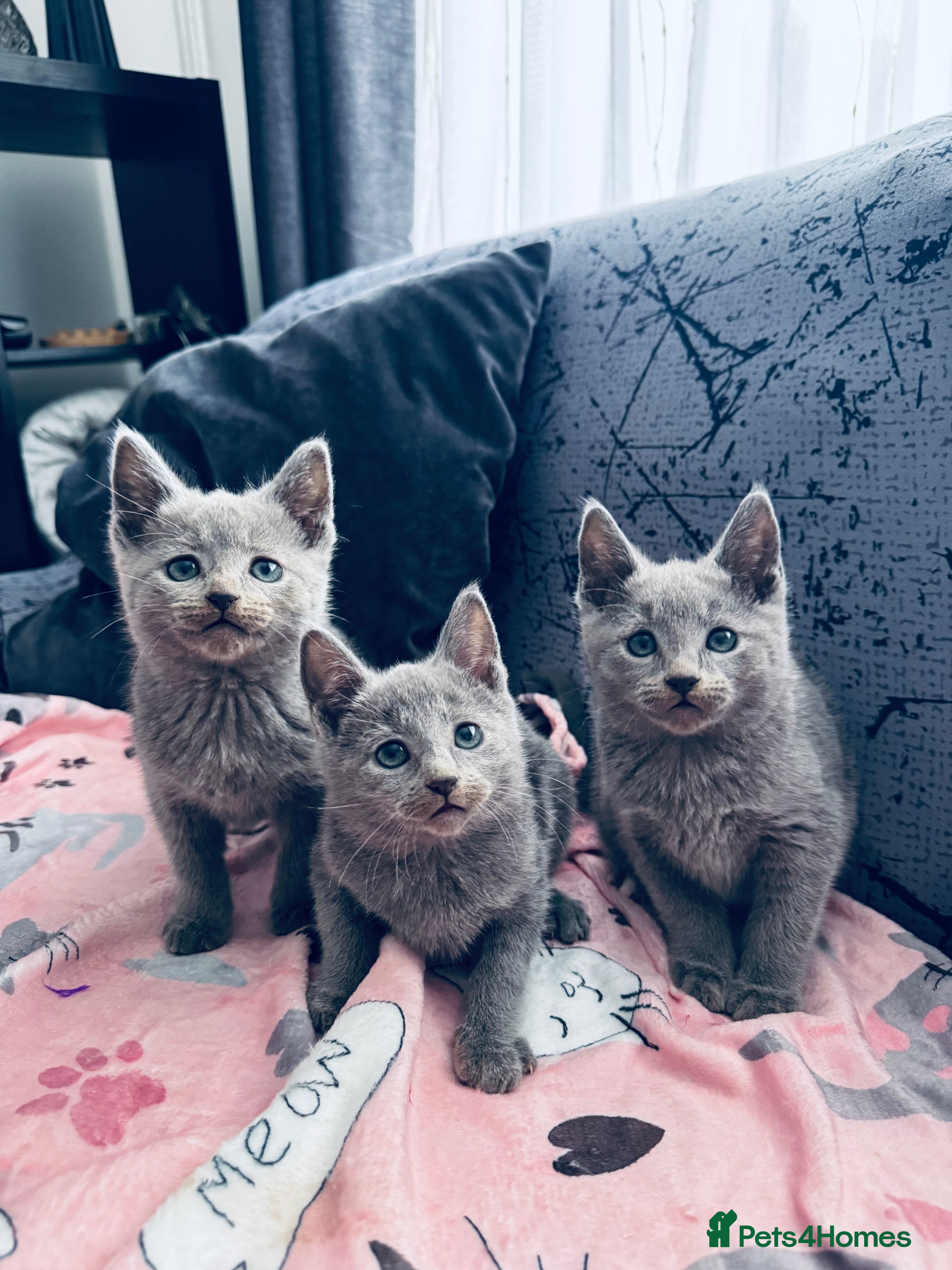 Russian Blue cats Adorable Russian Blue kittens  - Advert 11