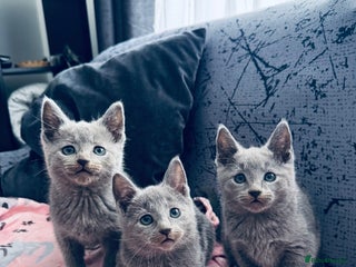 Russian Blue cats Adorable Russian Blue kittens - Advert 1