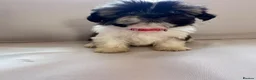 Shih Tzu dogs for sale: Shih Tzu puppies - Advert 4