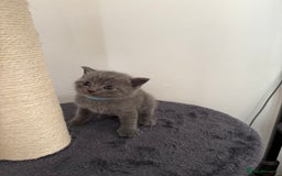 British Shorthair cats for sale: Blue British shorthair  - Image 9