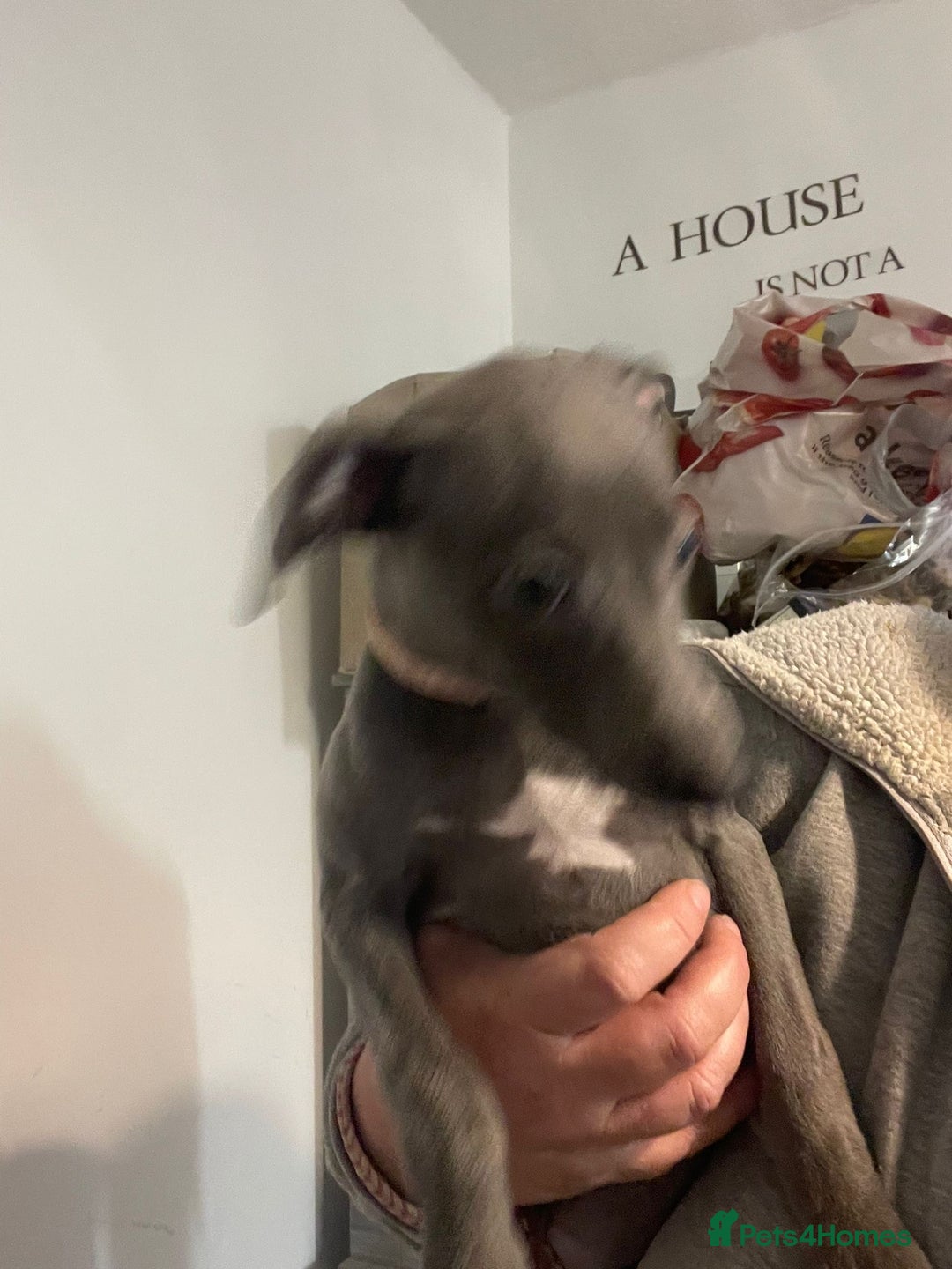 Whippet dogs for sale: KC registered blue whippet puppies for sale - Advert 2