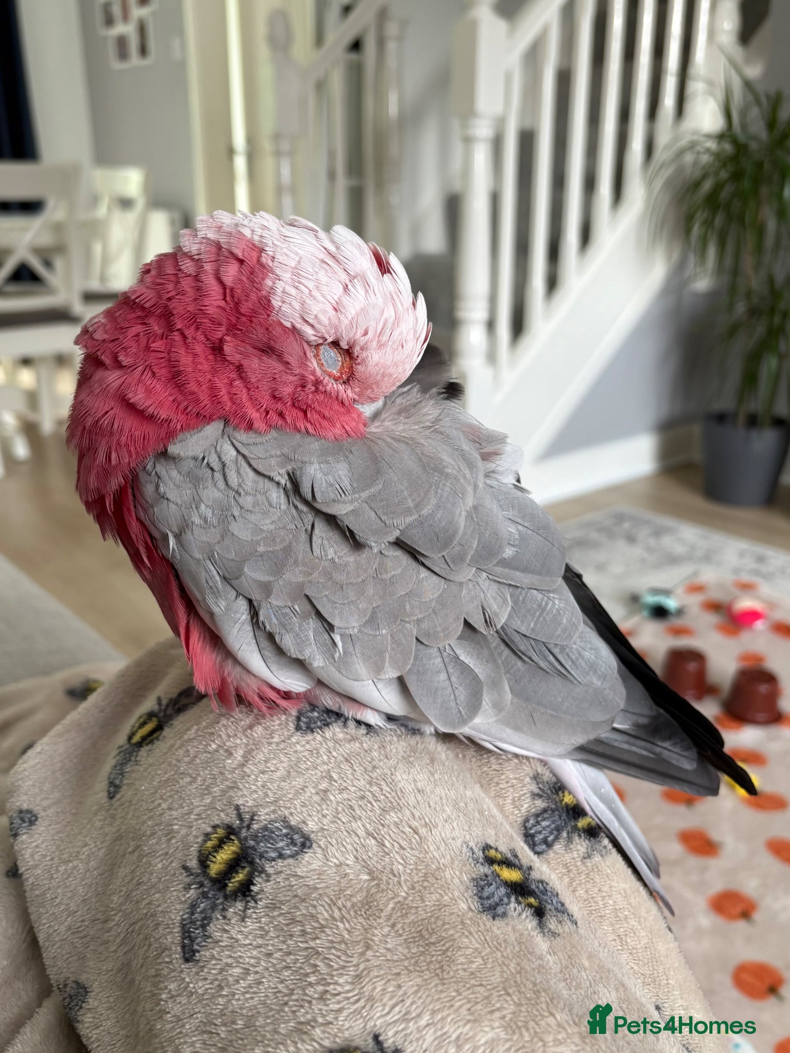 Cockatoo birds for sale: Galah cockatoo  - Advert 4