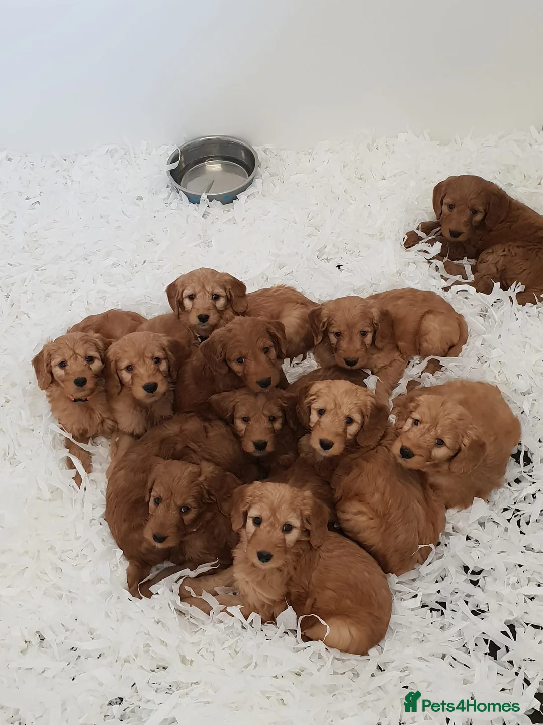 Miniature Poodle dogs for stud: KC health tested / 5* breeder - POLICE dog trainer - Advert 12