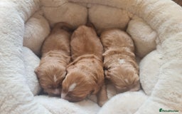 Cocker Spaniel dogs for sale: 3 boy Golden Cocker Spaniel puppies  - Image 3