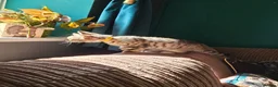 Bengal cats for sale: Female Bengal X kitten  - Advert 5