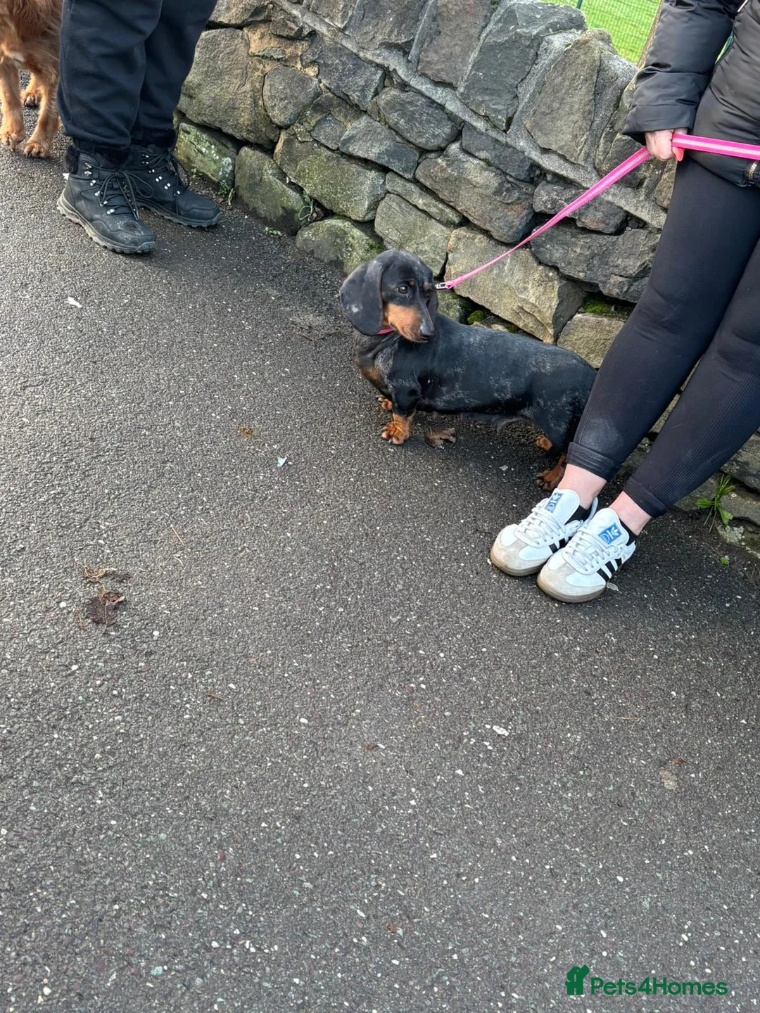 Miniature Dachshund dogs for sale: 12 week old miniature dachshund - Advert 2
